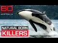 The shocking moment a killer whale attacks its trainer 60 Minutes Australia