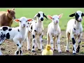 Download Lagu Kambing Lucu ANAK KAMBING SAYA ( Caca Marica Hey hey ) - Kambing Lucu Lagu Kambing Indonesia Populer