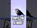 Download Lagu Pipit on a Wire #birds #shorts