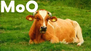 Download COW VIDEOS, COW SOUND EFFECT Moo | Amazing cow | buffalo and cow videos MP3