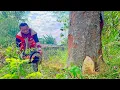 Download Lagu KEUNTUNGAN MINGGU INI!! Si Bos Membeli Kayu Nangka Kualitas Super dan Langsung Menebangnya.