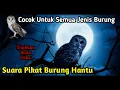 Download Lagu Suara Burung Hantu Pikat Burung Kecil || PALING DI CARI TERBUKTI AMPUH