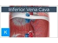 Inferior vena cava - Anatomy Branches Function