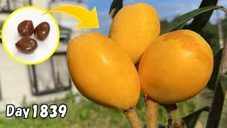 スーパーで買ったビワの種を植えたら、5年後に甘いビワが収穫できた | Growing Loquats From Store-Bought Loquats: 5-Year Results!
