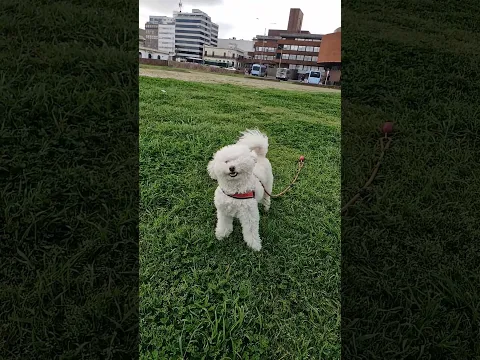 #yosoydelos7mil #humor #memes #greenscreen #cooper #viral #puppy #dog #dogs #funndog #cat #cat #cat