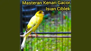 Download Masteran Kenari Gacor Isian Ciblek (Live) MP3