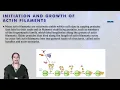 Structure and Dynamics of Actin Filament