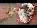 Download Lagu Chained on Valentine’s Day… All He Wanted Was Love, But They Left Him to End Alone on the street💔