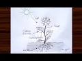 Photosynthesis diagram drawing How to draw photosynthesis step by step process