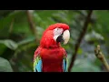 Download Lagu ALUNAN KICAU BURUNG DAN PIANO MERDU MUSIK MEDITASI DAN RELAKSASI