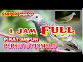 Download Lagu SUARA PIKAT PERKUTUT JOMBLO, JERNIH NYARING DURASI 1 JAM FULL, TERBUKTI AMPUH | SNIPER Siantar