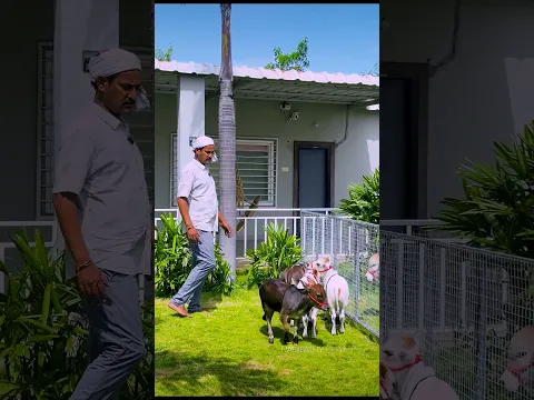 Not Baby Cows! These Fully Grown Nadipathy Cattle Stay Under 2 Feet Forever! 😍