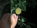 Download Lagu Ada suara binatang di dalam durian 🧆 #shortvideo