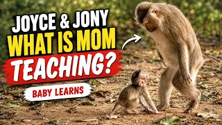 1-HOUR MONKEY LIFE | Joyce Teaches Little Jony Life Lessons | Peaceful Wildlife Documentary