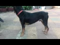 Doberman mix Rottweiler male 1 year 2month