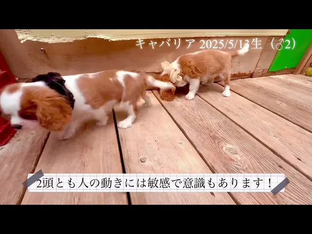動画