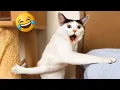 Download Lagu Best Funny Videos of CATS 🐱 \u0026 DOGS 🐶 Part 6 | Try Not to Laugh 2025 🤣