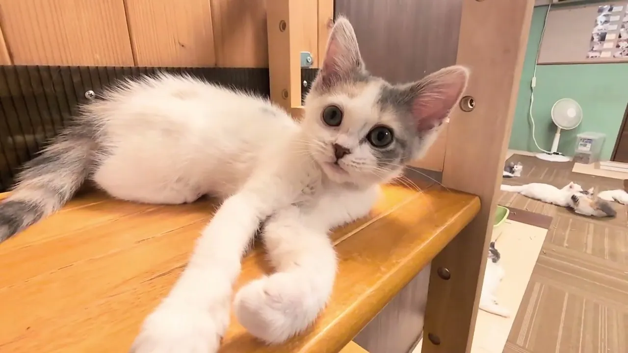 動画