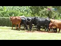 Download Lagu Bahima Culture: Kakunini Was Given 12 Cows For His Daughter's Dowry (ENJUGANO)