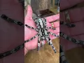 Small to BIG was that