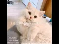 Download Lagu [Lyrics] Paparazzi cover by Nick \u0026 Sienna//Cute TikTok song❤️
