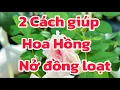 Download Lagu Het geheim om rozenplanten tegelijkertijd te laten bloeien