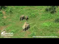 Elephant breeding at the Elephant Conservation Center Sayaboury Laos