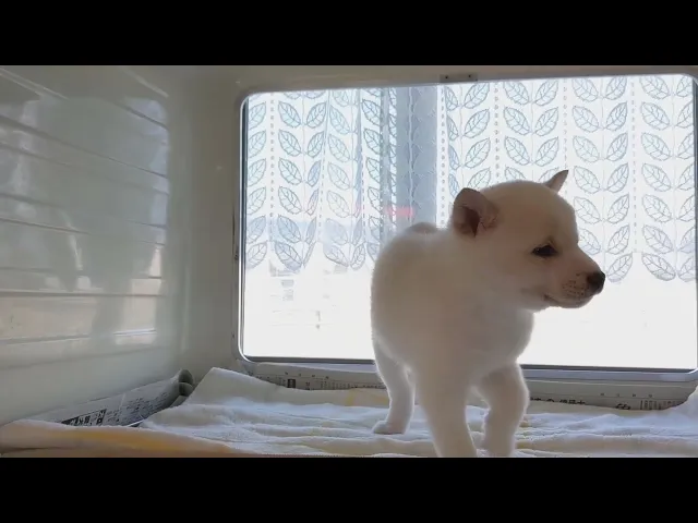 動画
