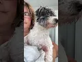 Millie - pomapoo groom