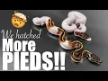 These Pied ball pythons are amazing