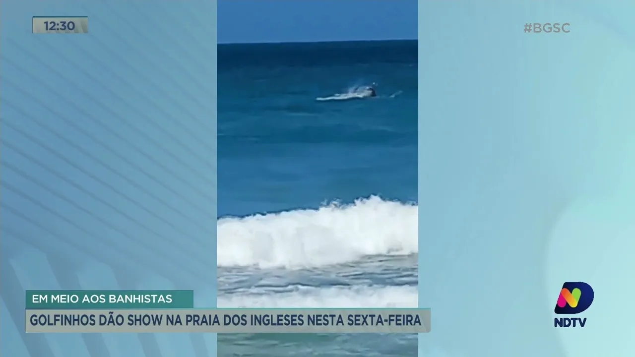 Em meio aos banhistas, golfinhos dão show na Praia dos Ingleses