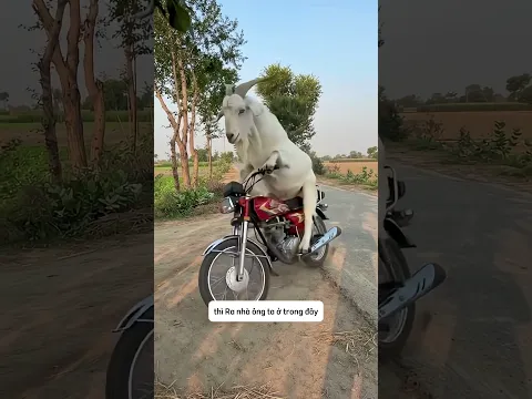 Chú dê tội nghiệp không được yêu thương