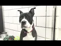 This is not something we ve experienced before Large dog adoptions down at SPCA at capacity