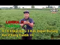 Download Lagu Cara Mikat Burung Cici Merah,Salome,Cici Padi Kepala Merah