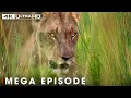 Lagu Savage Kingdom: The Legend of African Lion Pride (Mega Episode) | Nature and Animal Documentary