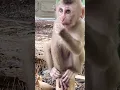Download Lagu lovely monkey cute  #monkey #cuteanimal #cute #wildlifeentertainment