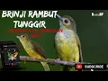 Download Lagu BRINJI RAMBU TUNGGIR PEDAS || RAPET FULL TEMBAKAN