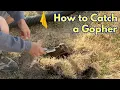 Download Lagu How to Trap a Gopher | Easy Trap Setup \u0026 Reuse Guide
