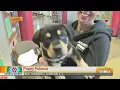 Puppy Palooza