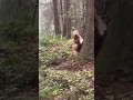 Download Lagu Best quality video of Big Foot 2022 #bigfoot #goldendoodle #yeti