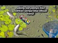 Download Lagu Mungkinkah INI yang punya tambak lagi Ulang Tahun 🤔! ikannya Berserakan jadi rebutan😲 part 2