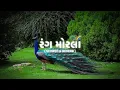 RANG MORLA slowed & reverb | Bhavesh ahir | lofi song