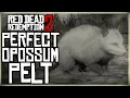 HOW TO GET A PERFECT OPOSSUM PELT - RED DEAD REDEMPTION 2 PRISTINE OPOSSUM HUNT