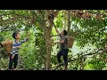 Download Lagu Harvesting forest fruits to sell at the market with the boy.