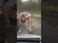 Download Lagu The Most Terrifying Lion Encounter || #lion #wildlife #viralshorts #trendingshorts #shorts