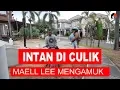 Download Lagu INTAN DICULIK MAELL LEE MENGAMUK