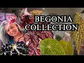 Download Lagu Full Begonia Collection 2025 - Are They Still Worth It?