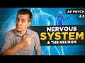 Nervous System The Neuron AP Psychology Unit 2 Topic 3