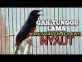 Lagu PANCINGAN MURAI BATU biar Emosi jadi NYAUT BUNYI GACOR BONGKAR MATERI ISIAN 