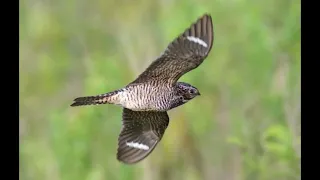                                           صوت طائر السبد المعدب  ملهي الرعيان للصيد دندنها